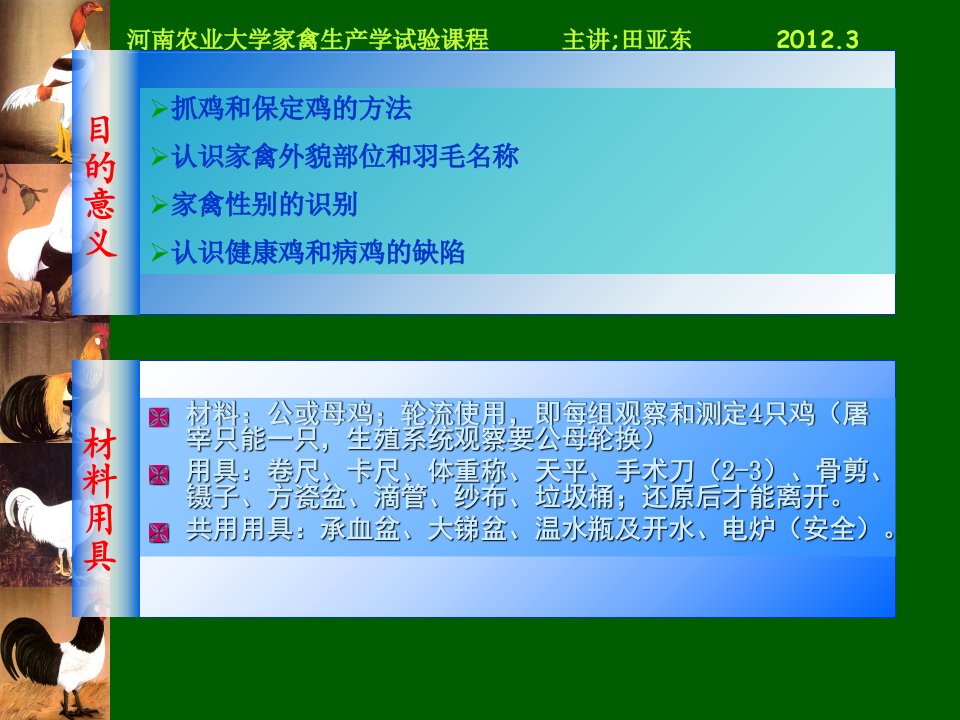 成鸡综合实验最新课件