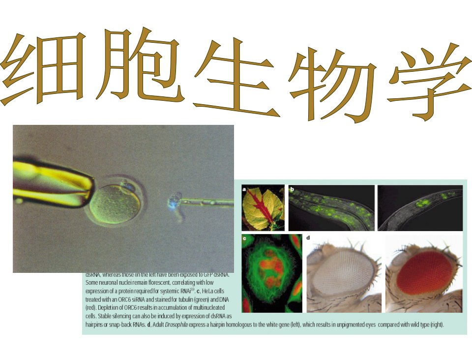 细胞生物学PPT课件2