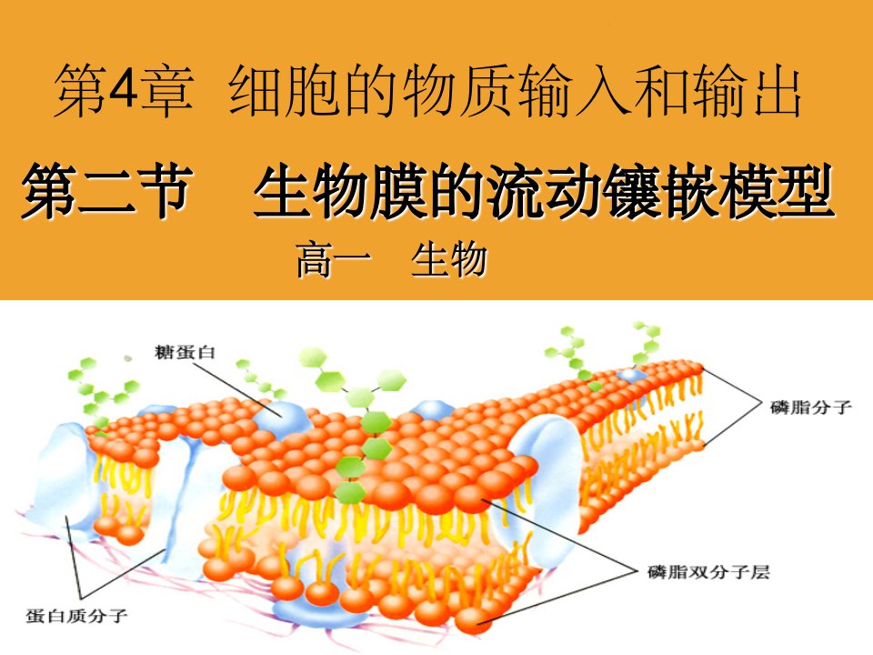 生物膜的流动镶嵌模型说课