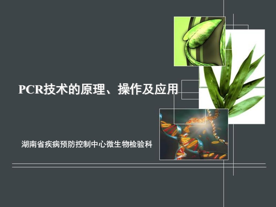 PCR技术的原理、操作及应用课件