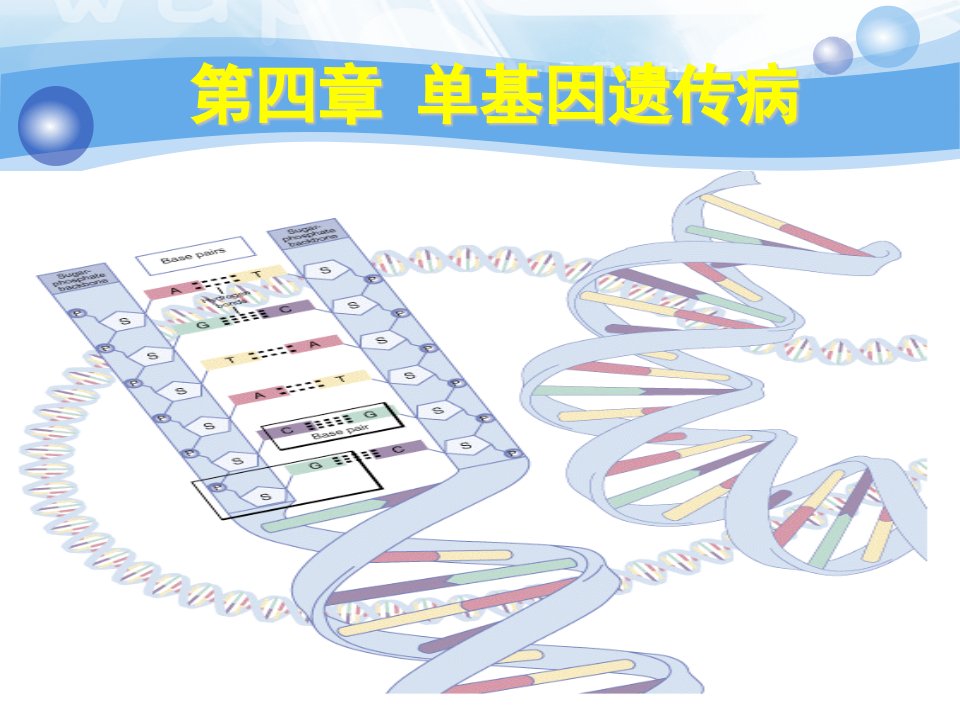 医学遗传学单基因病_幻灯片