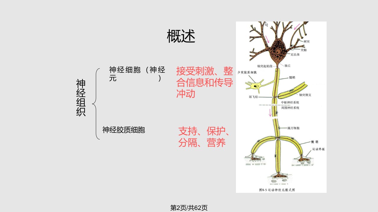 神经组织学习