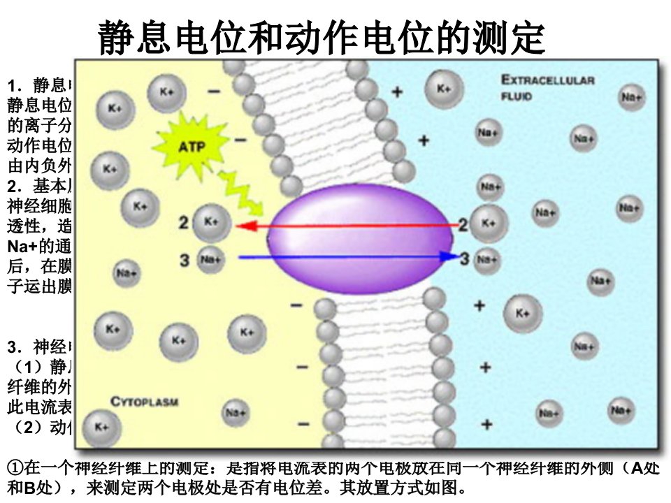 静息电位和动作电位形成原因及相关练习