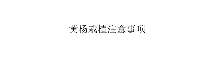 黄杨栽植注意事项教学PPT