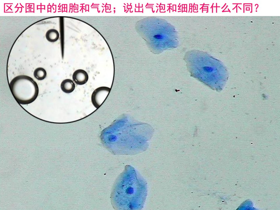 人教版高一生物课件细胞膜系统的边界