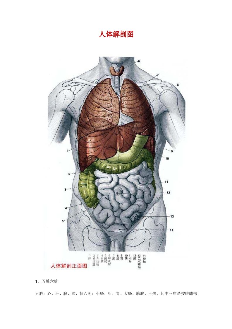 高清人体解剖图