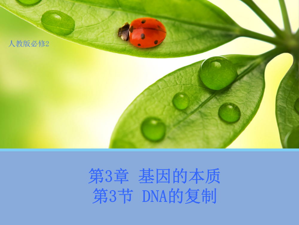 【生物】33DNA的复制课件1（人教版必修2）