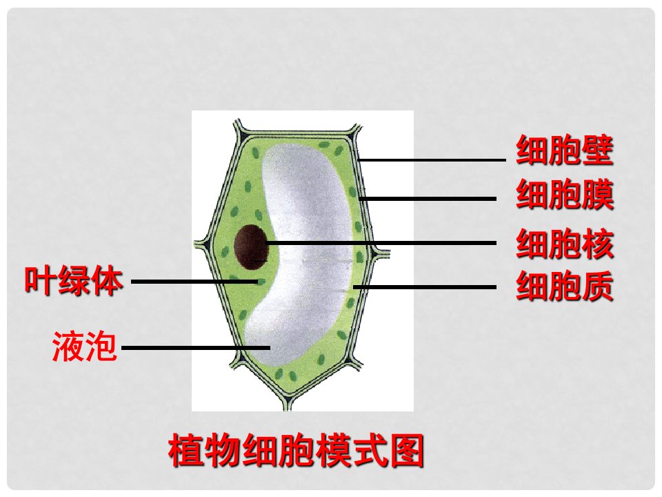 七年级生物上册