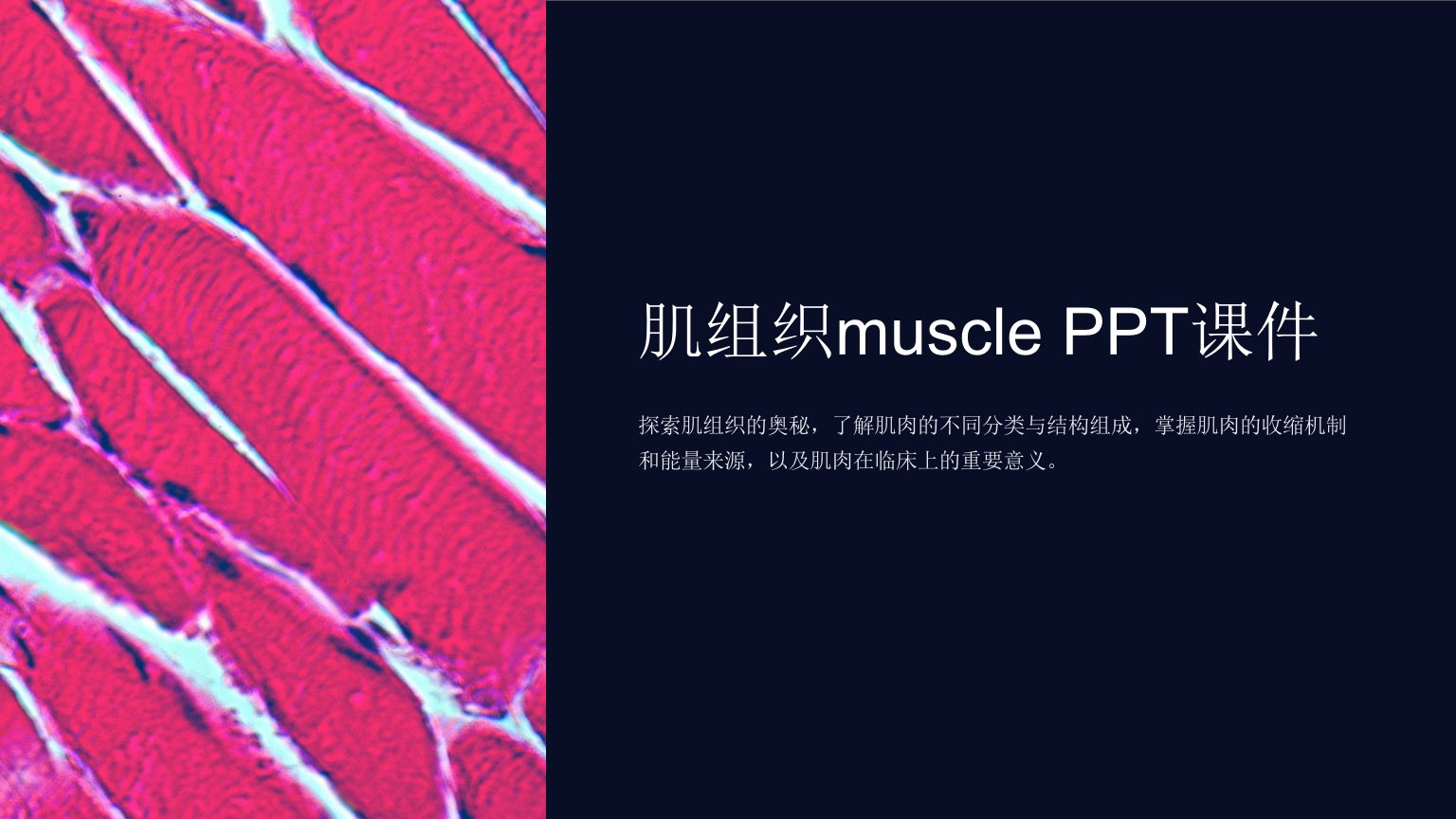 《肌组织muscle》课件