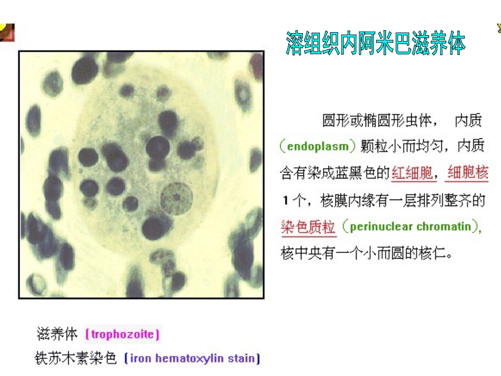 医学寄生虫实验图片整理