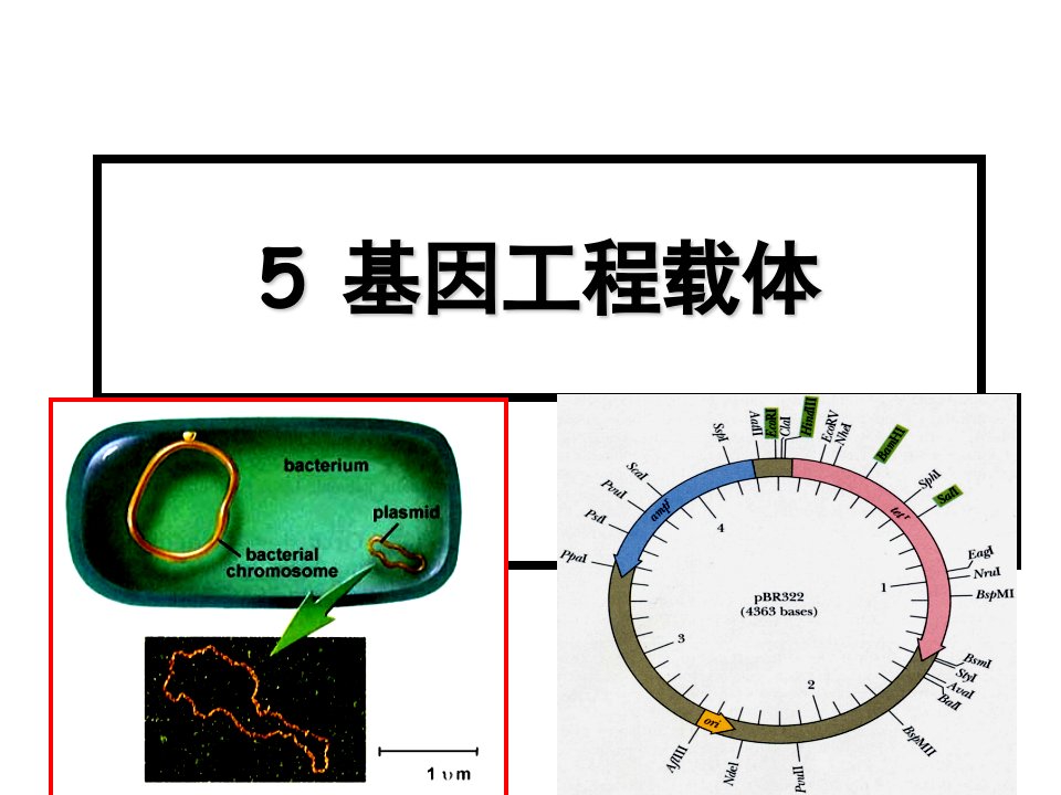 建筑工程管理-基因工程载体1