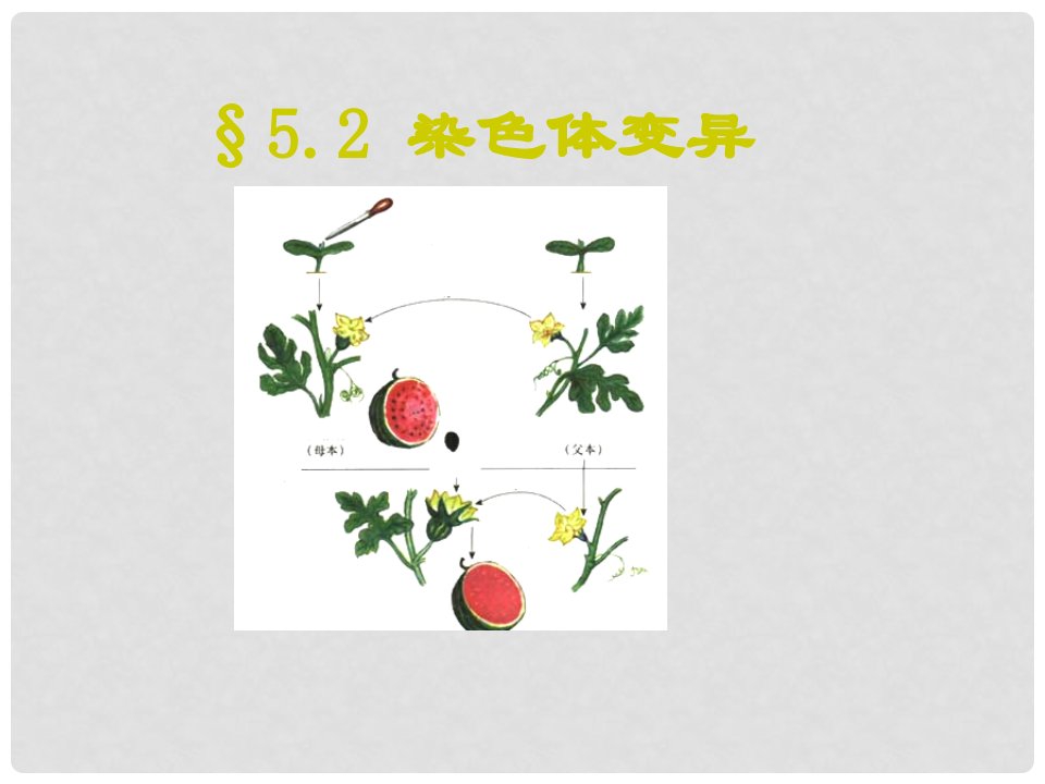 陕西地区高中生物复习资料