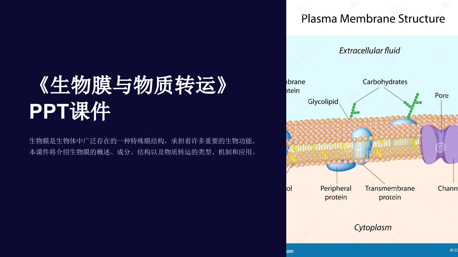 《生物膜与物质转运》课件