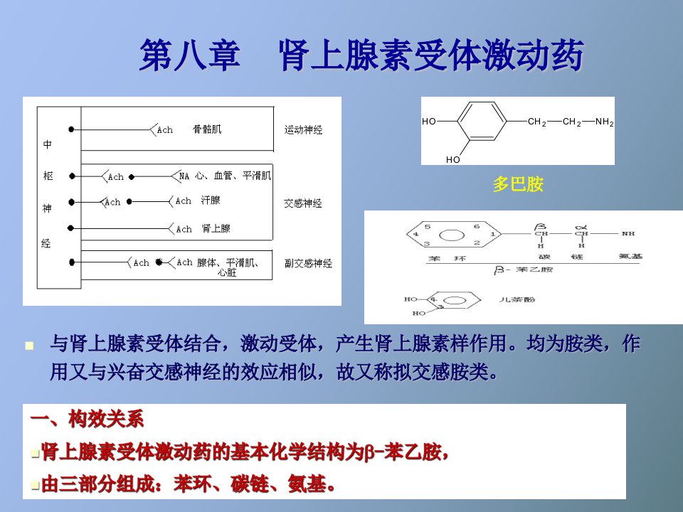 肾上腺素受体药