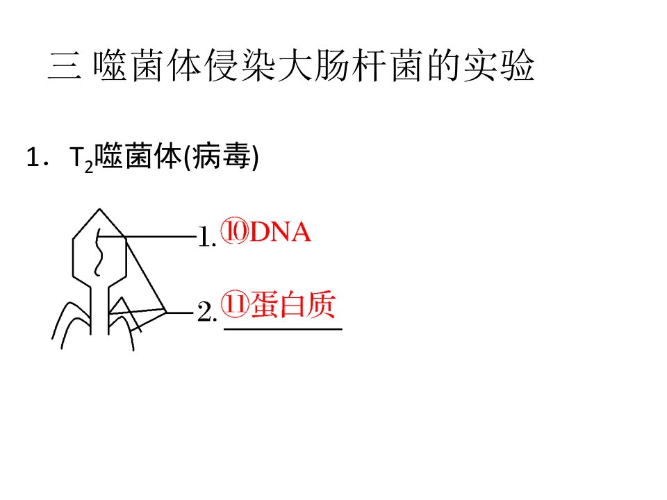 噬菌体侵染大肠杆菌的实验ppt课件