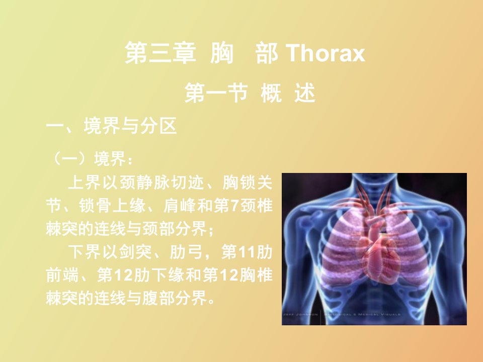 临床医学五年制局部解剖学课件胸部