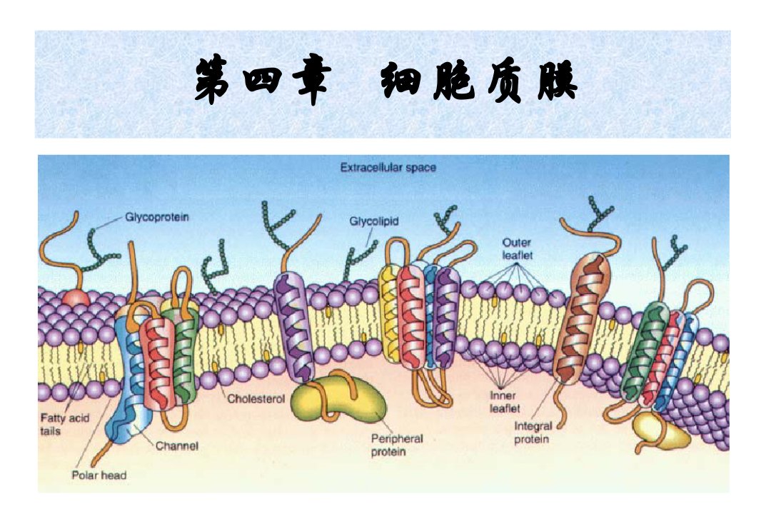 第四章细胞膜与细胞表面