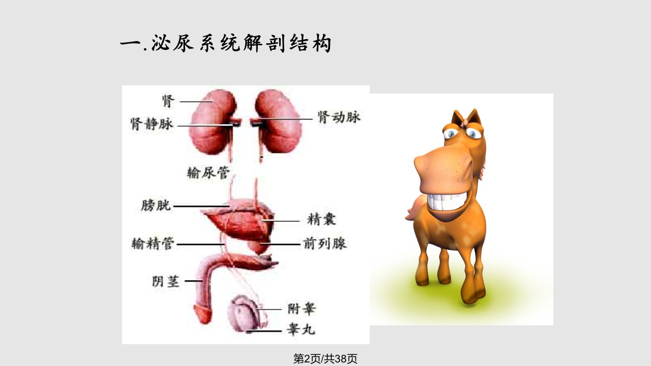 泌尿系结石学习