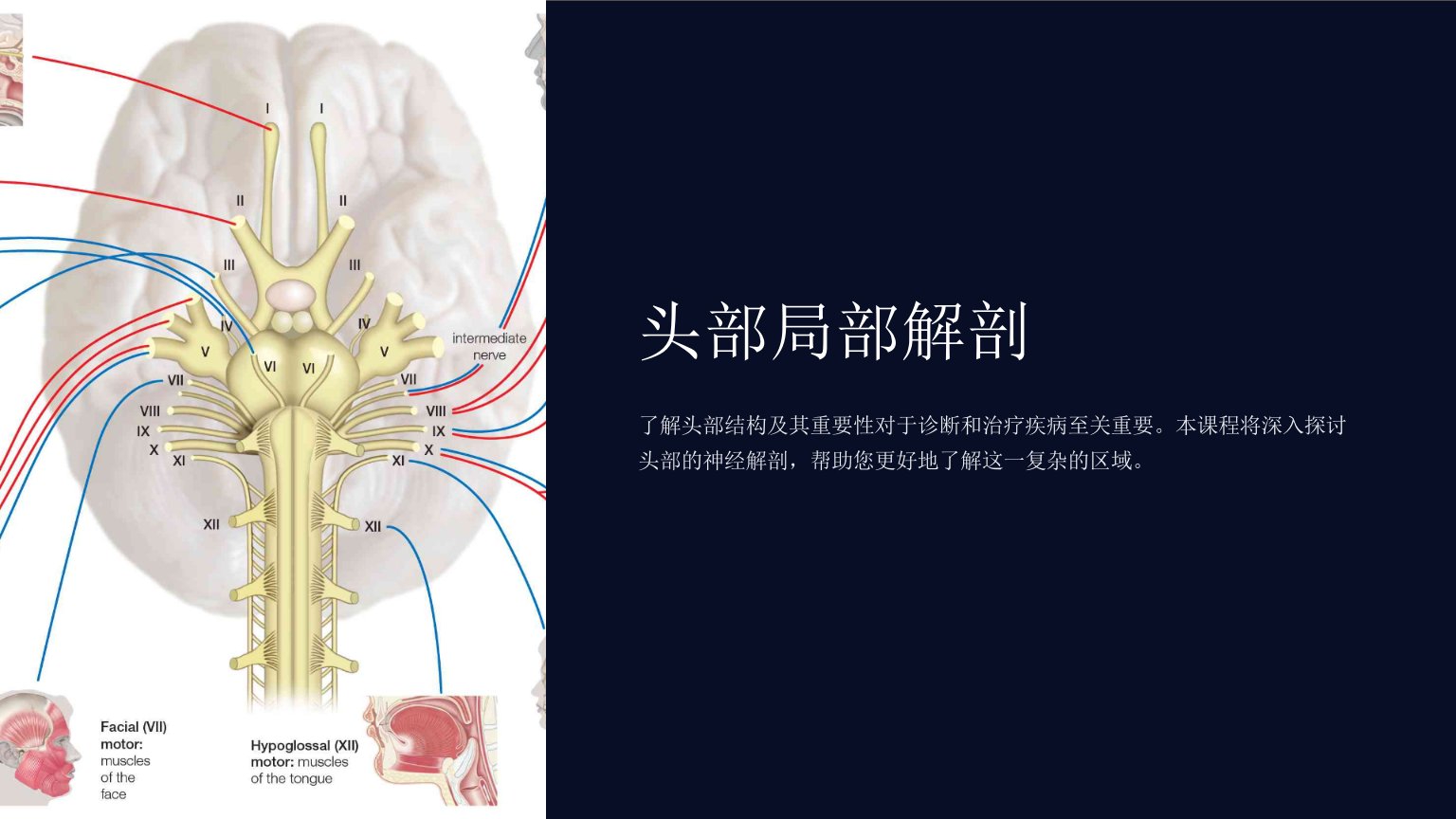 《头部局部解剖》课件