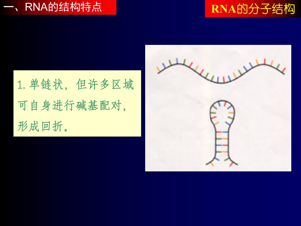 RNA的分子结构