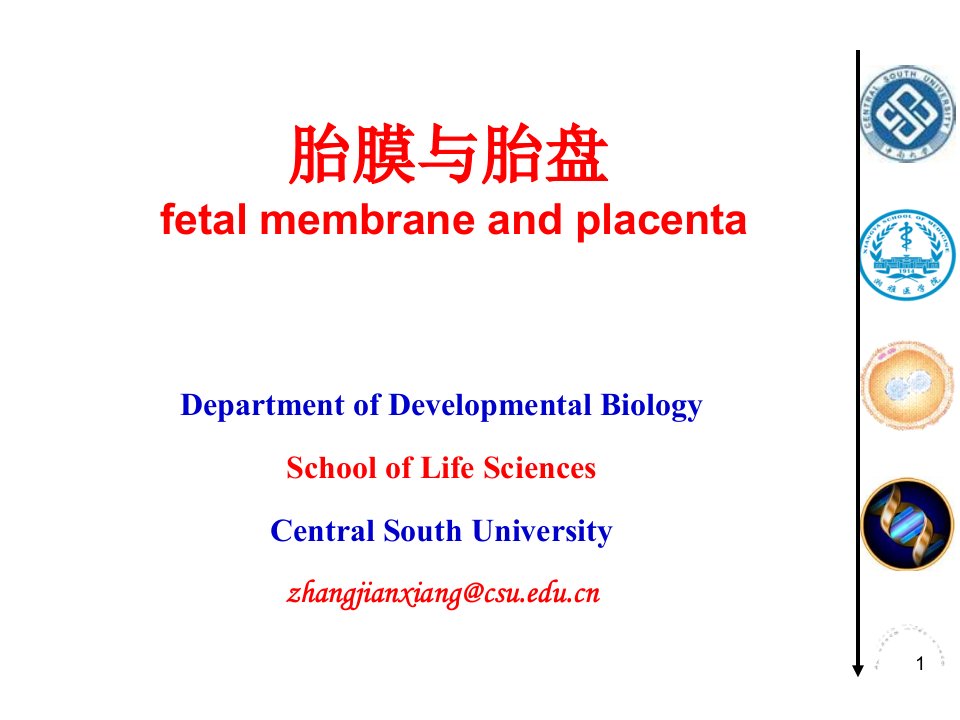 发育生物学教学课件18-1-胎膜与胎盘