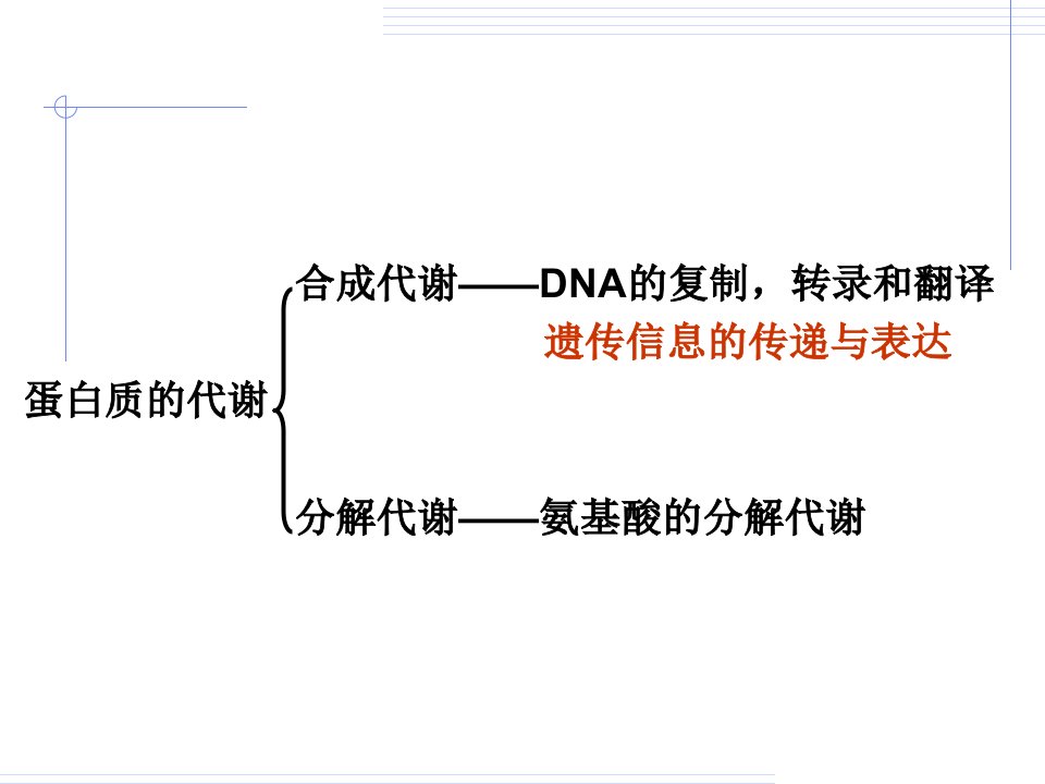 生物化学氨基酸代谢