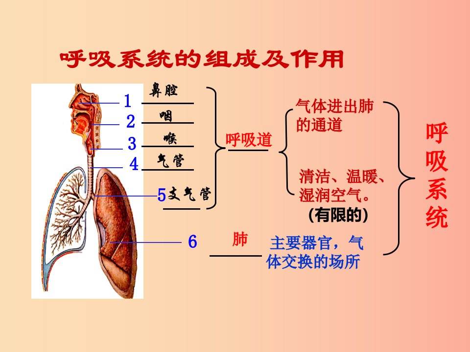 七年级生物下册