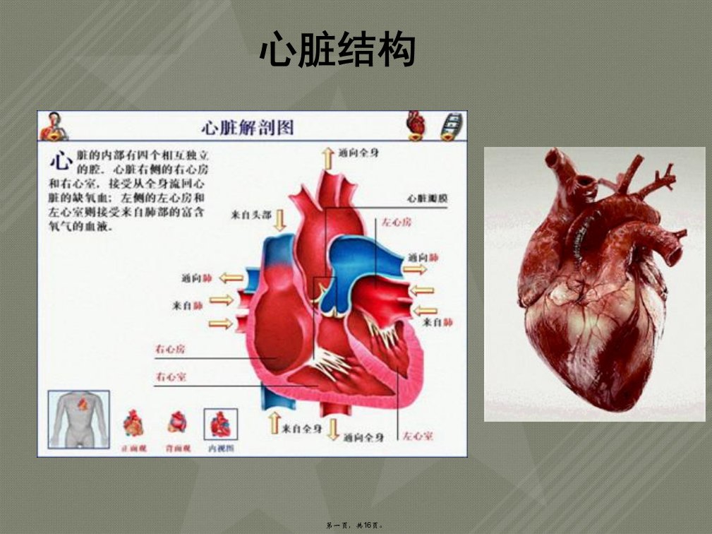 儿童心血管解剖生理特点(精)