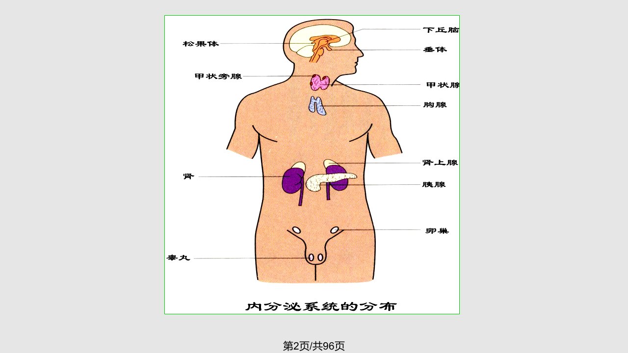 生理学内分泌