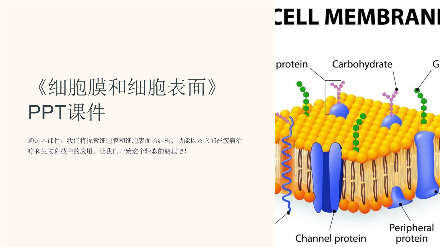 《细胞膜和细胞表面》课件