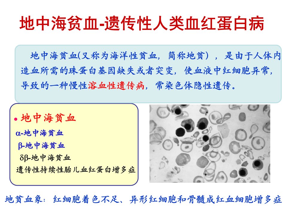 地中海贫血教案