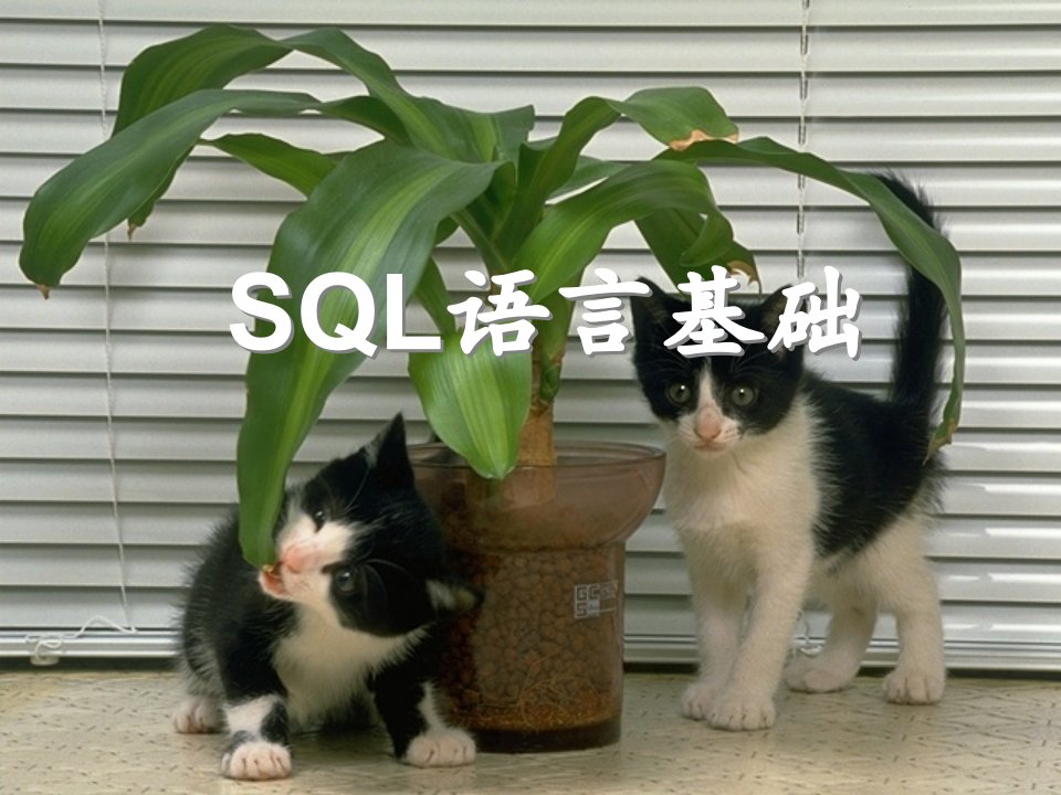 SQL语言基础课件