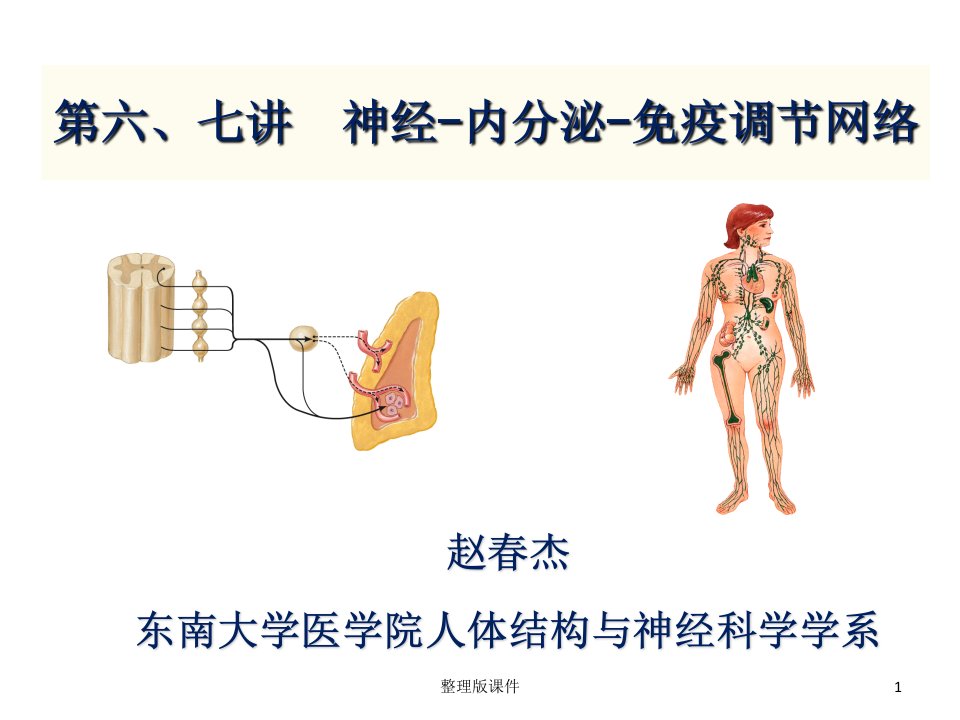 神经、内分泌与免疫调节网络ppt课件