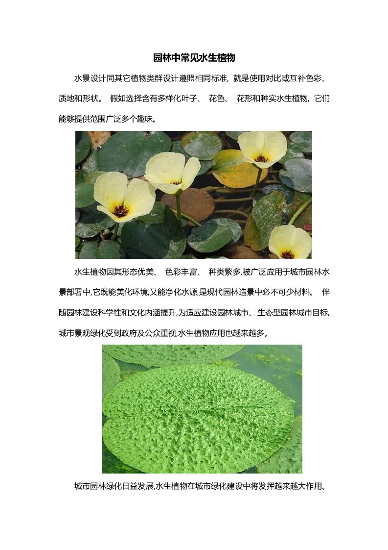 园林中常见的水生植物模板