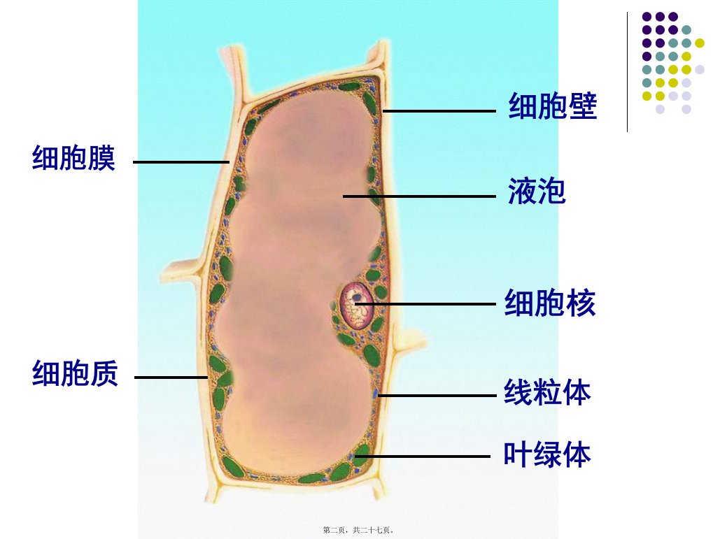 人和动物细胞的结构与功能