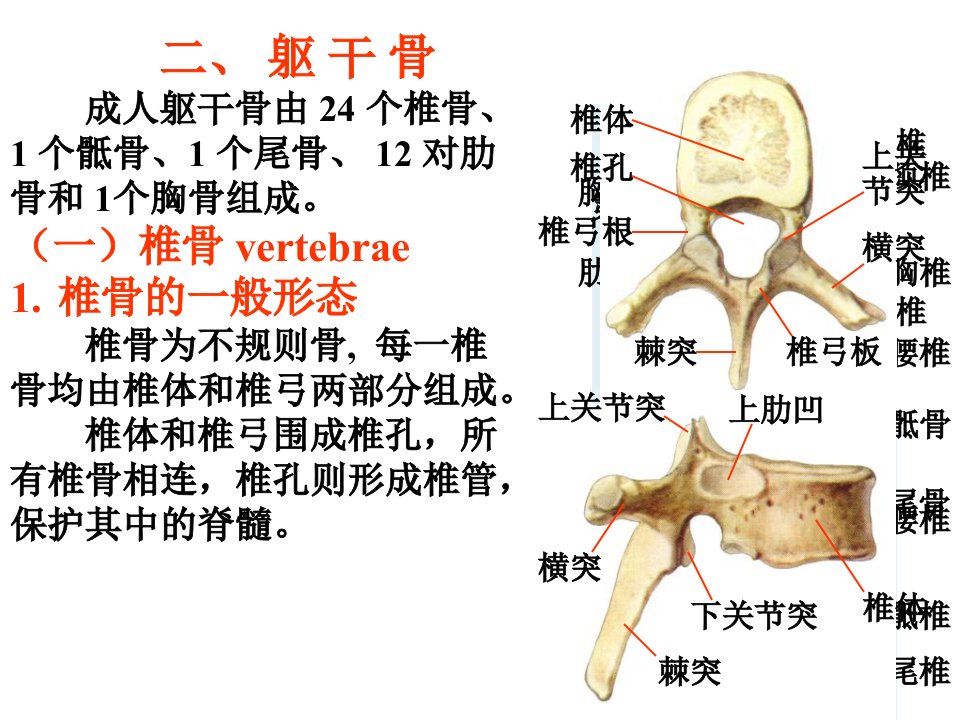 《运动系统实验》PPT课件