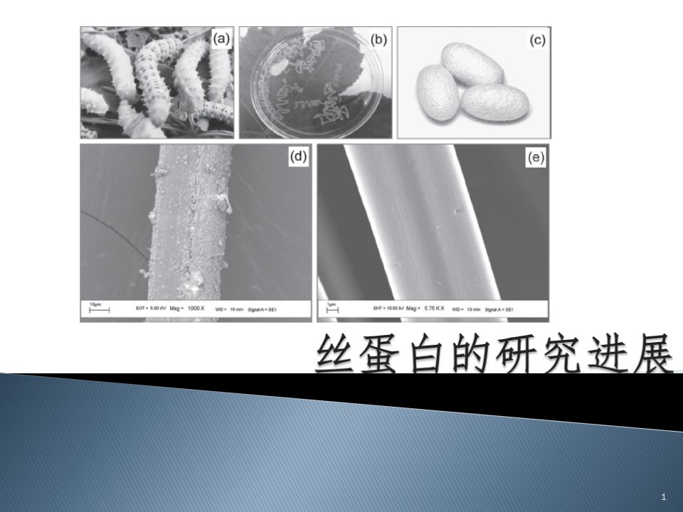 丝蛋白的研究进展ppt课件