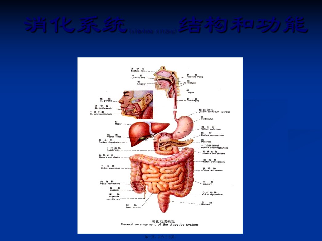 医学专题消化系统的结构与功能