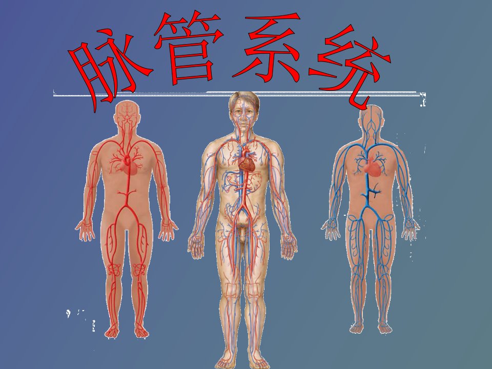 脉管系统静脉