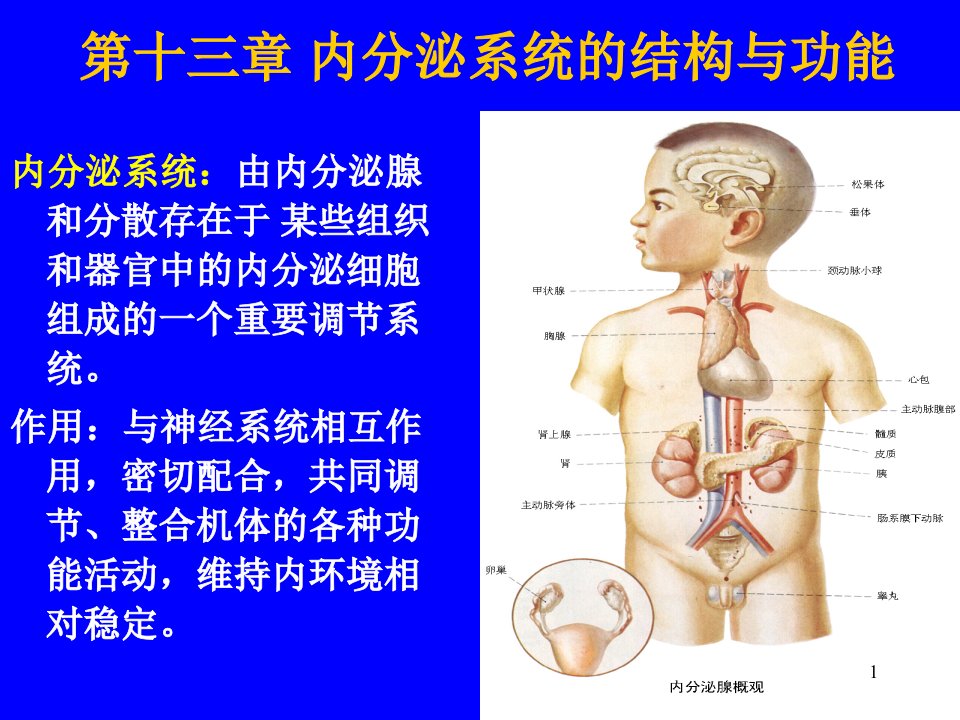 内分泌系统的结构与功能ppt课件