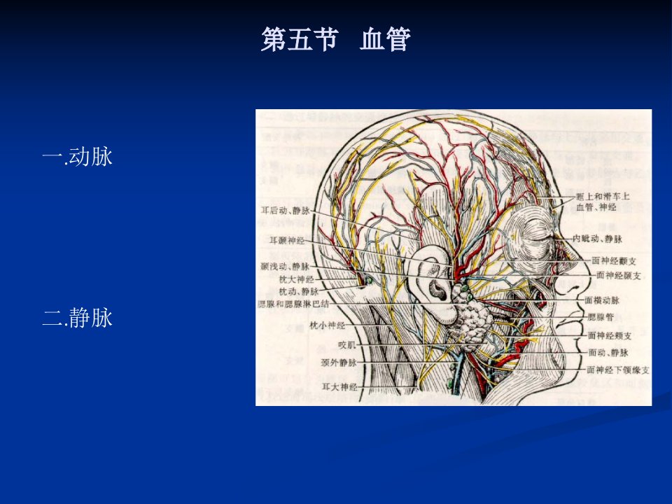 05第五节血管