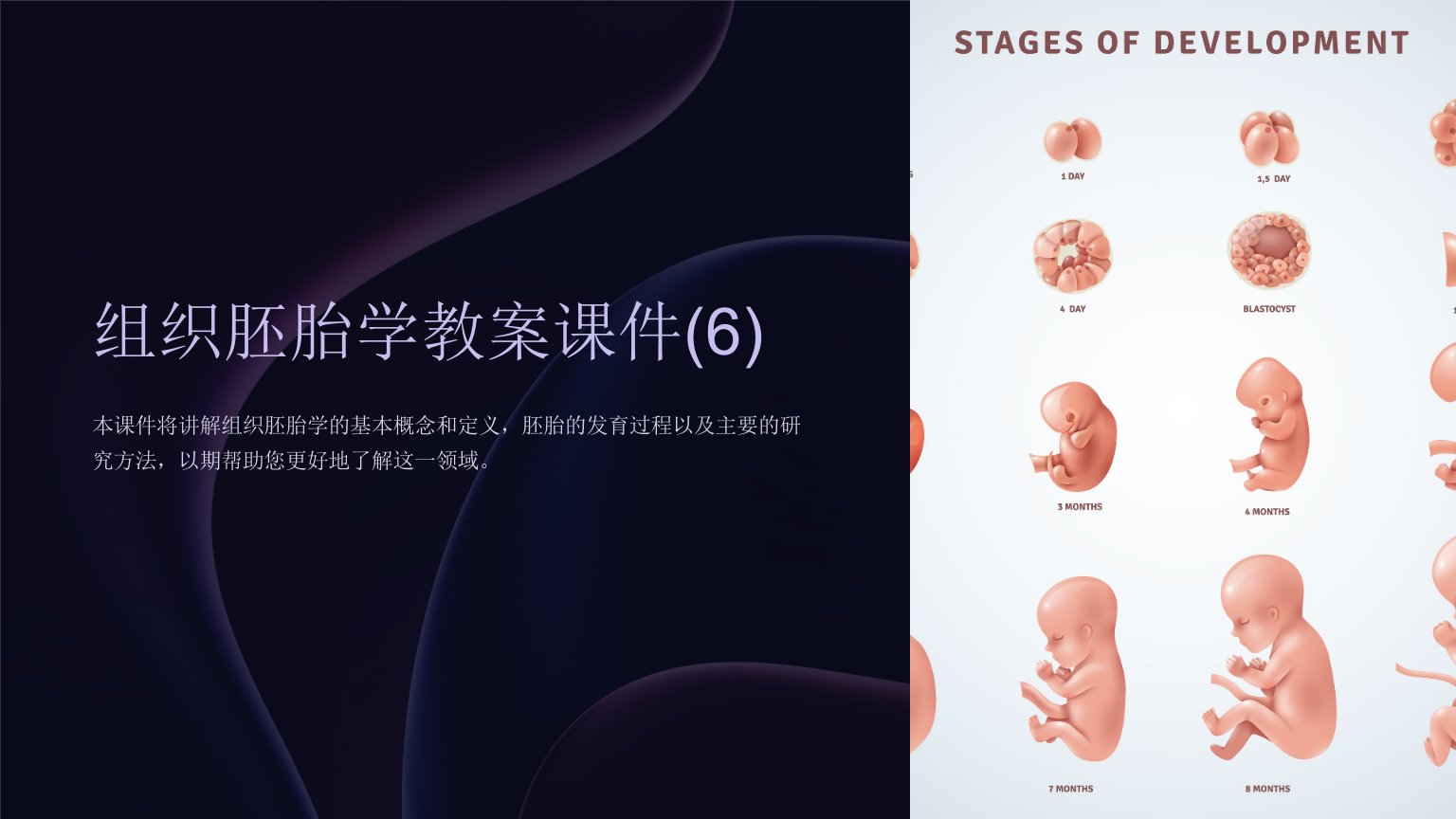 组织胚胎学教案课件(6)