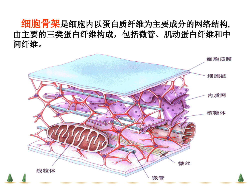 细胞生物学-细胞骨架ppt课件