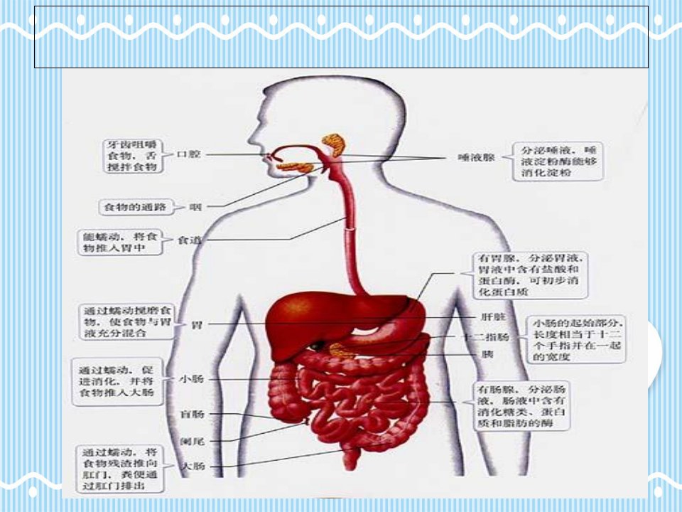 病理学基础消化系统疾病