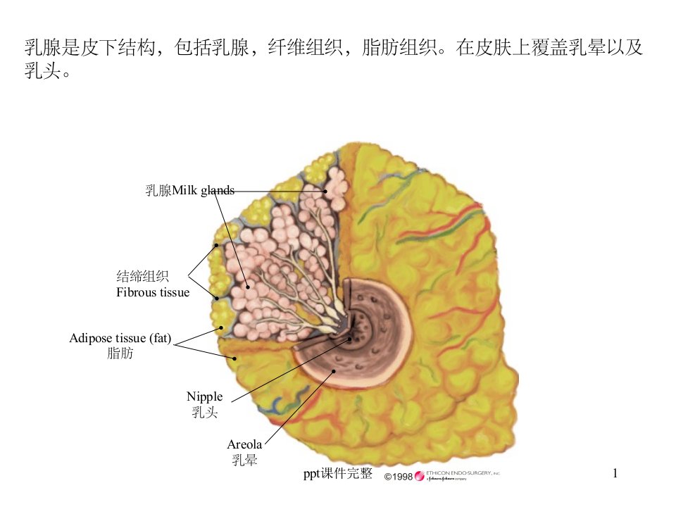 乳腺解剖PPT课件