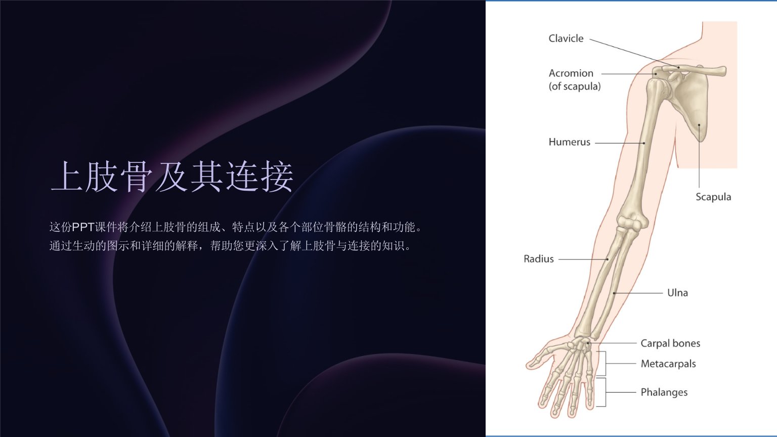 《上肢骨及其连接》课件