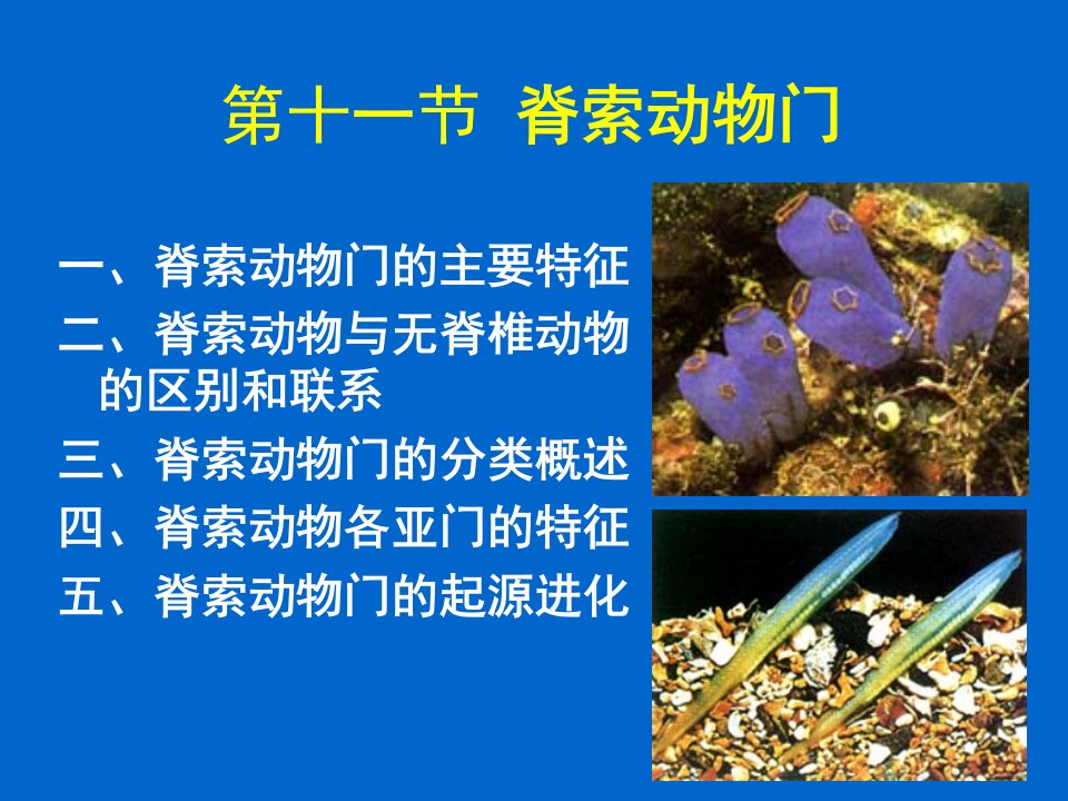 第十一节脊索动物门ppt课件名师编辑PPT课件