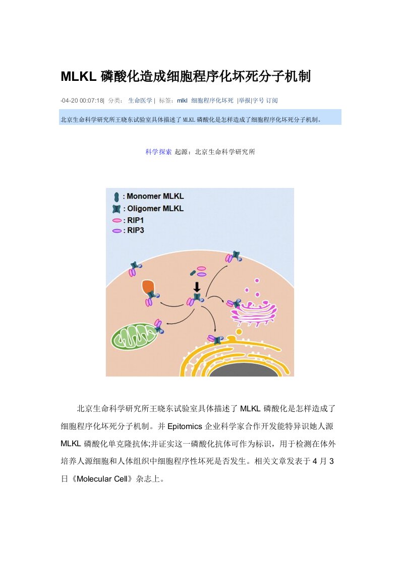 MLKL的磷酸化导致细胞程序化坏死的分子机制模板