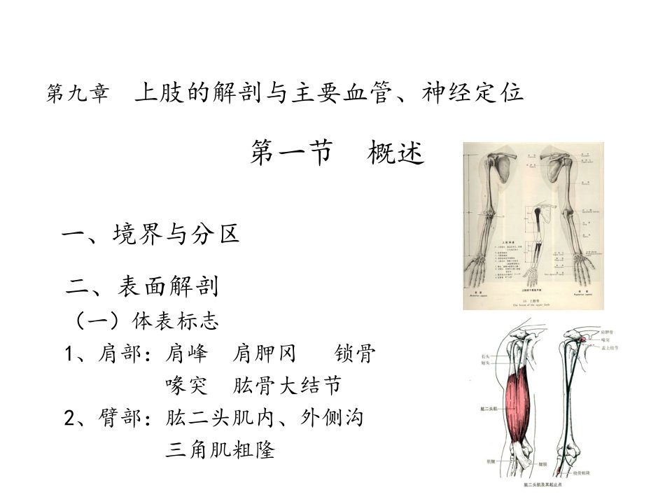 上肢的解剖与主要血管、神经定位