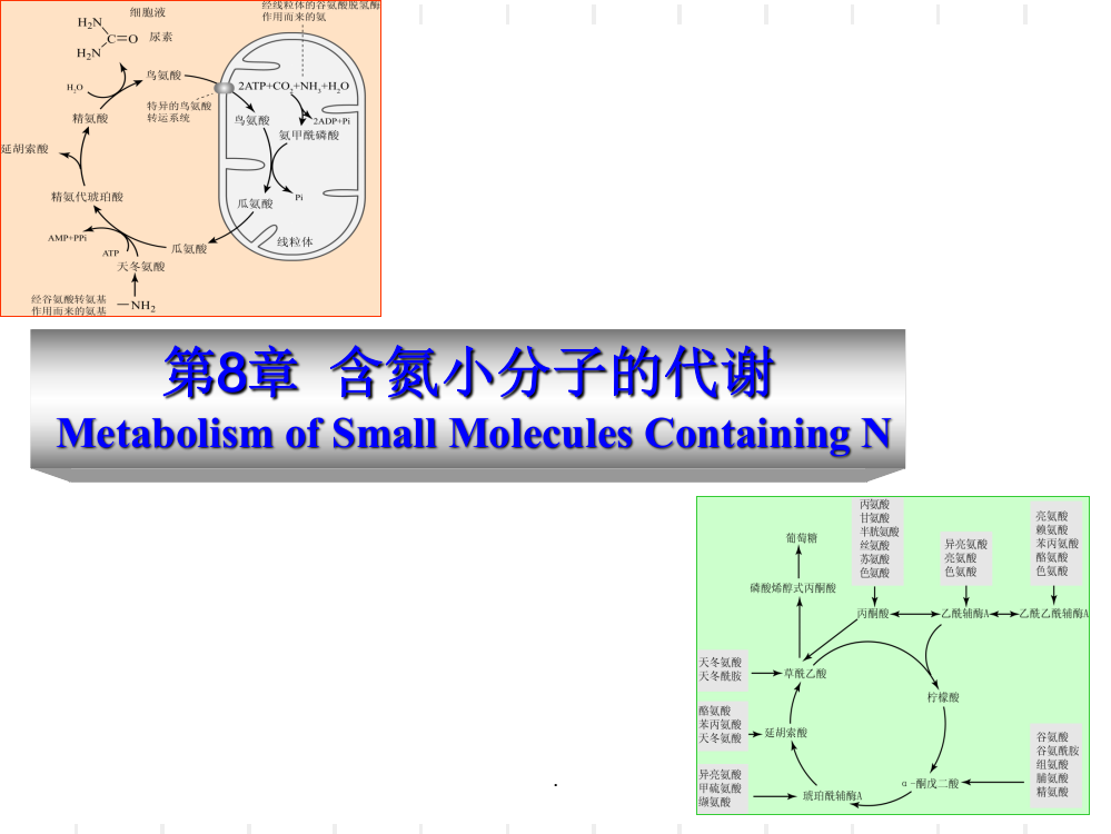 第章含氮小分子的代谢PPT课件